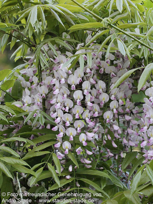 Japanischer Blauregen 'Rosea' (Wisteria floribunda)