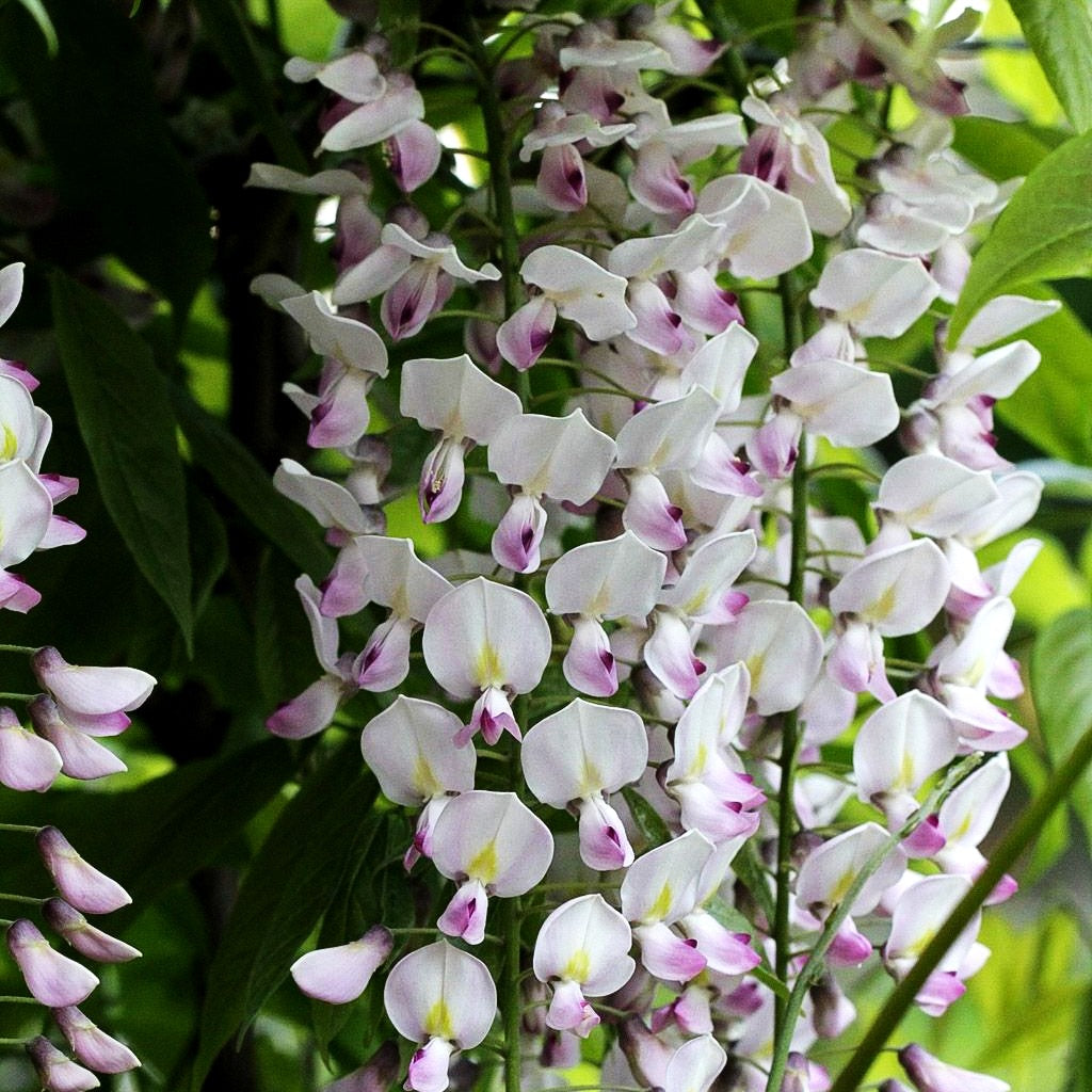 Japanischer Blauregen 'Rosea' (Wisteria floribunda)