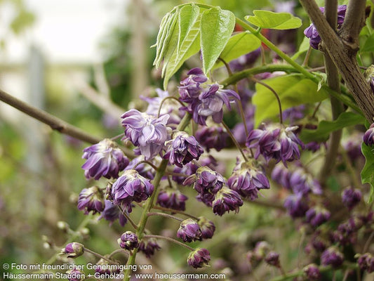Japanischer Blauregen 'Violacea Plena' (Wisteria floribunda)