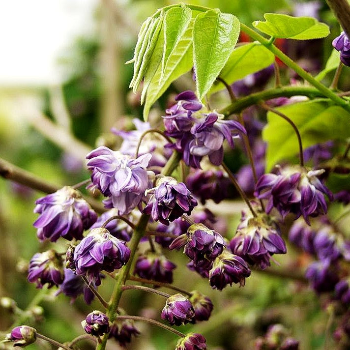 Japanischer Blauregen 'Violacea Plena' (Wisteria floribunda)