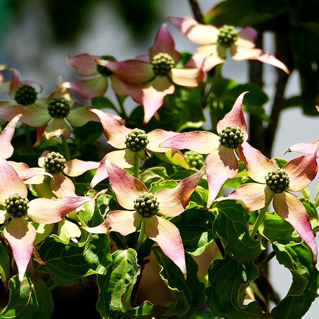 Japanischer Blumen-Hartriegel 'Beni Fuji' (Cornus kousa)