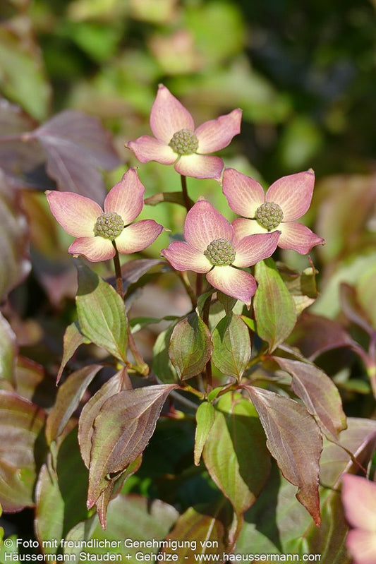 Japanischer Blumen-Hartriegel 'Cappucino' (Cornus kousa)