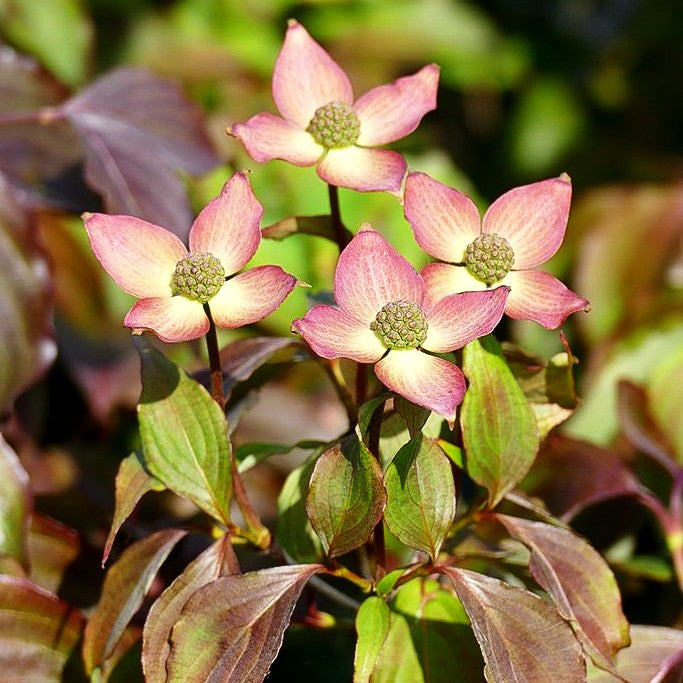 Japanischer Blumen-Hartriegel 'Cappucino' (Cornus kousa)
