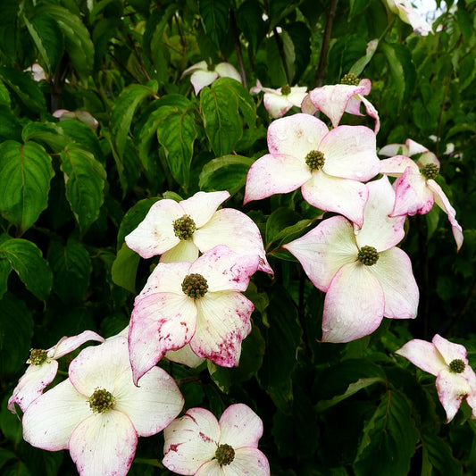 Japanischer Blumen-Hartriegel 'Jasmine' (Cornus kousa)