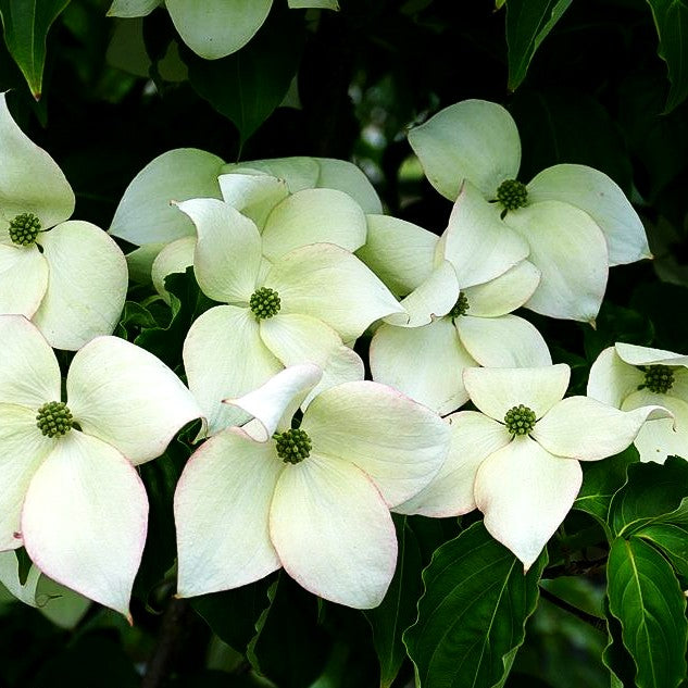 Japanischer Blumen-Hartriegel 'Jasmine' (Cornus kousa)