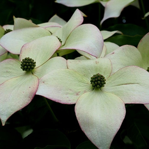 Japanischer Blumen-Hartriegel 'Jasmine' (Cornus kousa)