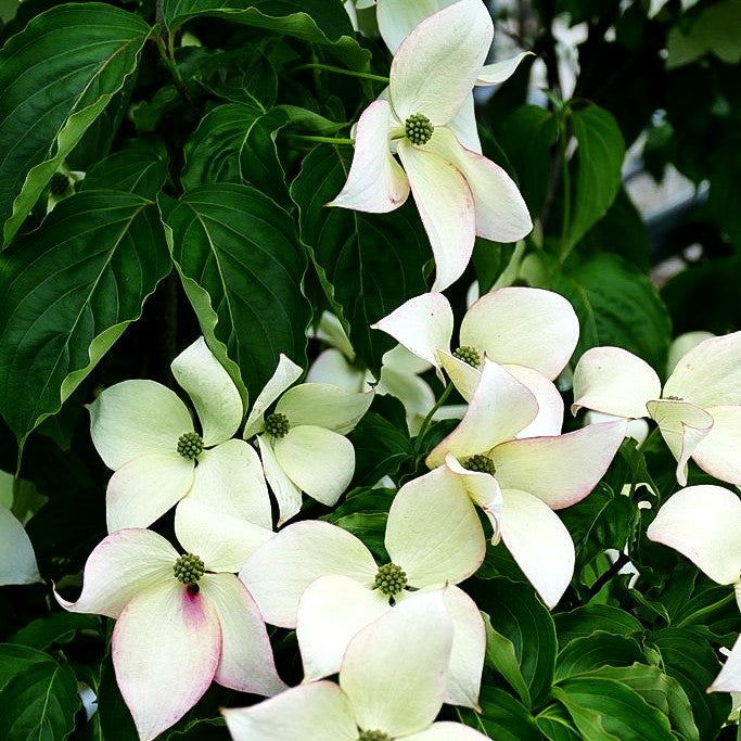 Japanischer Blumen-Hartriegel 'Jasmine' (Cornus kousa)