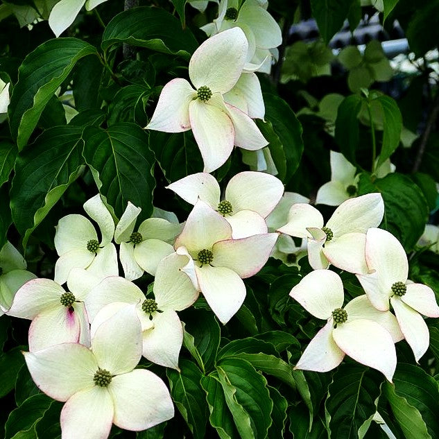 Japanischer Blumen-Hartriegel 'Jasmine' (Cornus kousa)