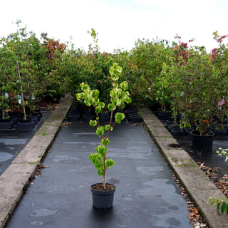 Japanischer Blumen-Hartriegel 'Mandarin Jewel' (Cornus kousa)