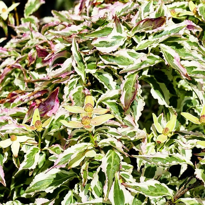 Japanischer Blumen-Hartriegel 'Melanie' (Cornus kousa)