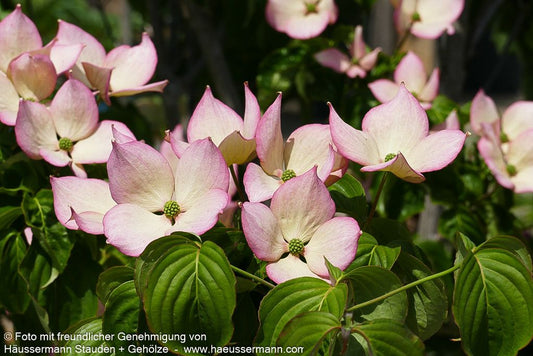 Japanischer Blumen-Hartriegel 'Rosy Teacups' (Cornus kousa)