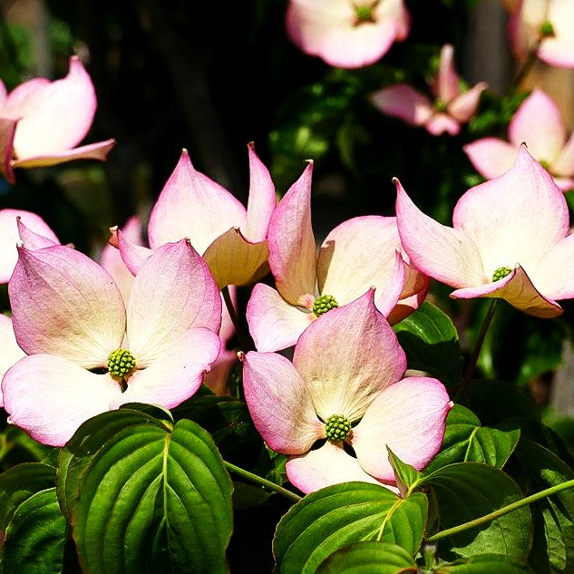Japanischer Blumen-Hartriegel 'Rosy Teacups' (Cornus kousa)