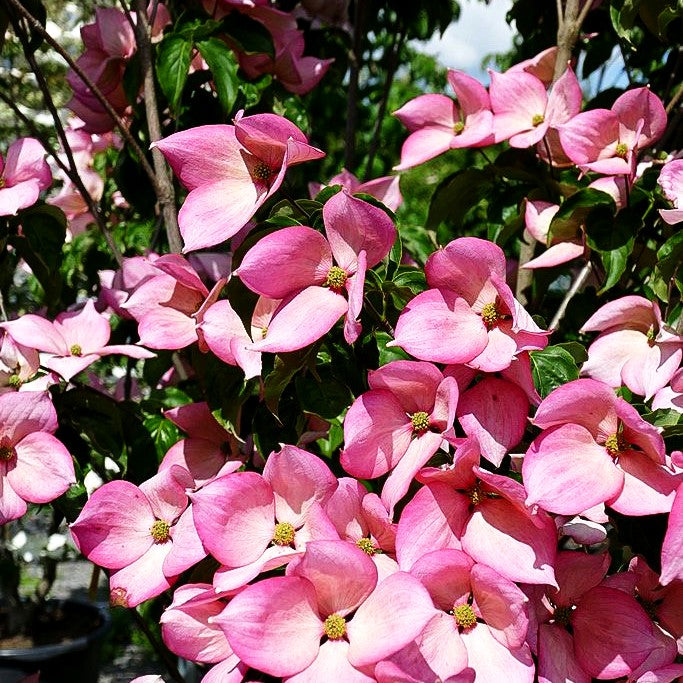 Japanischer Blumen-Hartriegel 'Rosy Teacups' (Cornus kousa)