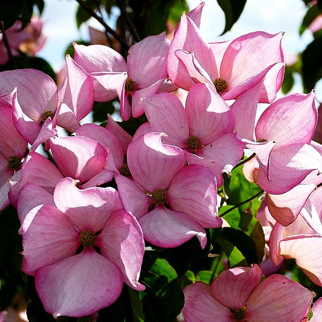 Japanischer Blumen-Hartriegel 'Rosy Teacups' (Cornus kousa)