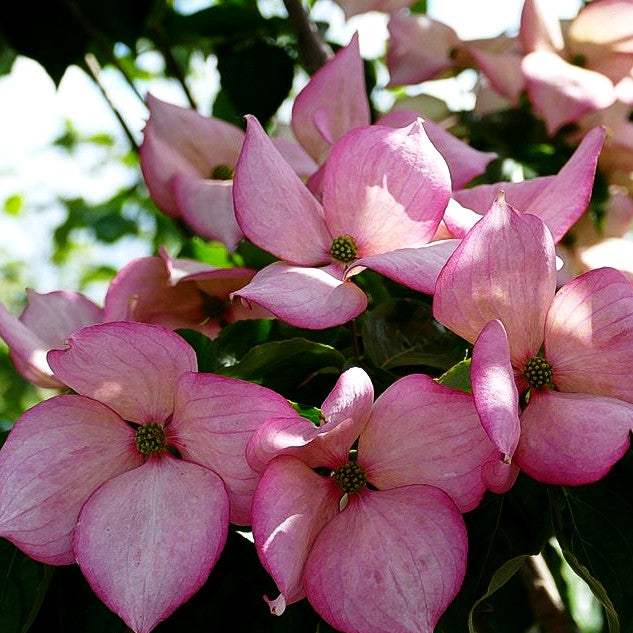 Japanischer Blumen-Hartriegel 'Rosy Teacups' (Cornus kousa)