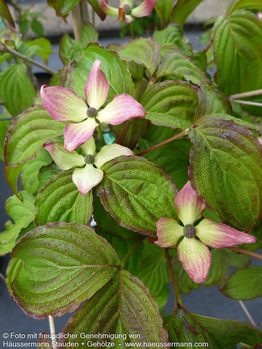 Japanischer Blumen-Hartriegel 'Satomi' (Cornus kousa)