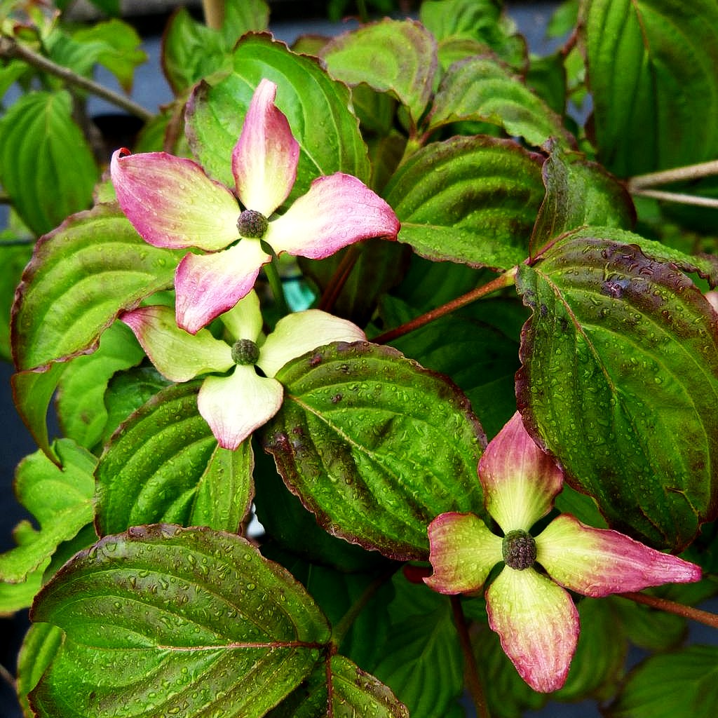 Japanischer Blumen-Hartriegel 'Satomi' (Cornus kousa)