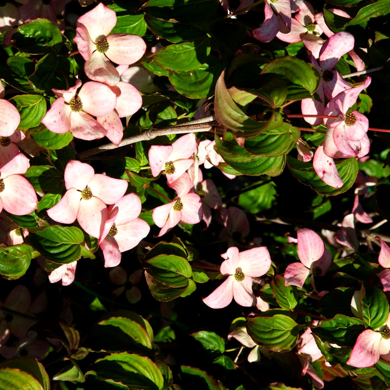 Japanischer Blumen-Hartriegel 'Satomi' (Cornus kousa)
