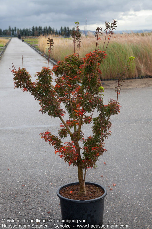Japanischer Bonsai-Ahorn 'Shishigashira' (Acer palmatum)