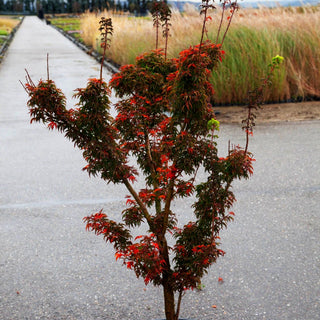 Japanischer Bonsai-Ahorn 'Shishigashira' (Acer palmatum)