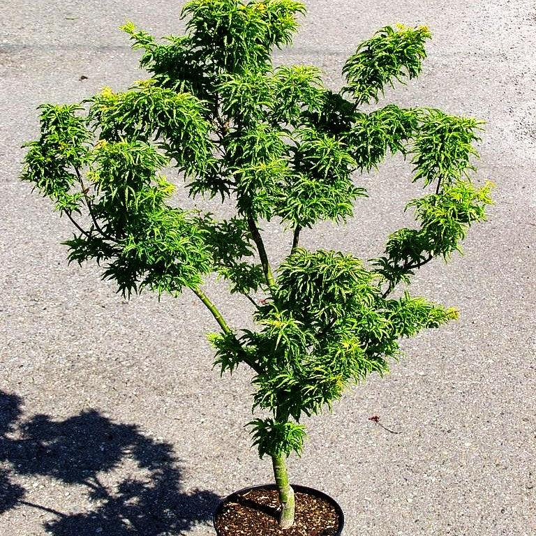 Japanischer Bonsai-Ahorn 'Shishigashira' (Acer palmatum)