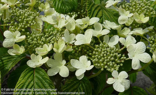 Japanischer Etagen-Schneeball 'Mariesii' (Viburnum plicatum)