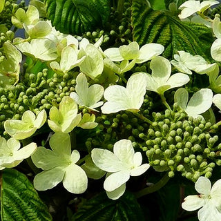 Japanischer Etagen-Schneeball 'Mariesii' (Viburnum plicatum)