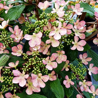 Japanischer Etagen-Schneeball 'Molly Schroeder' (Viburnum plicatum)