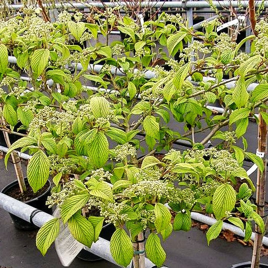 Japanischer Etagen-Schneeball 'St.Keverne' (Viburnum plicatum)