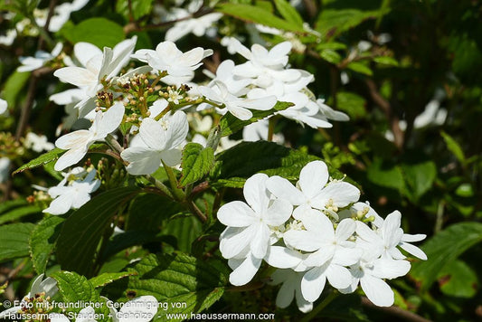 Japanischer Etagen-Schneeball 'Watanabe' (Viburnum plicatum)