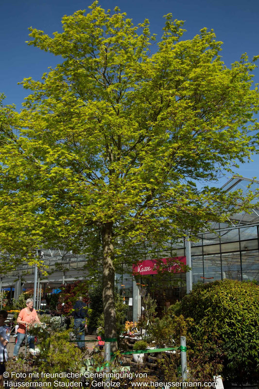 Japanischer Fächer-Ahorn (Acer palmatum)