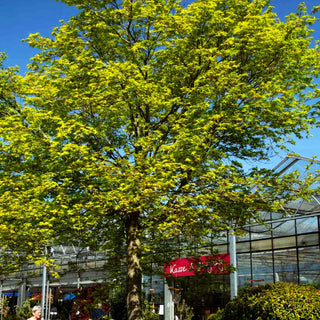 Japanischer Fächer-Ahorn (Acer palmatum)