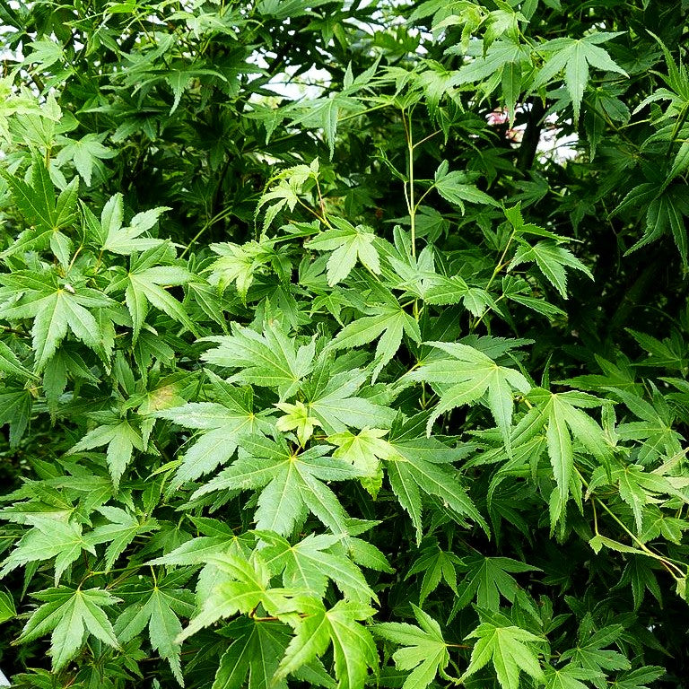 Japanischer Fächer-Ahorn (Acer palmatum)