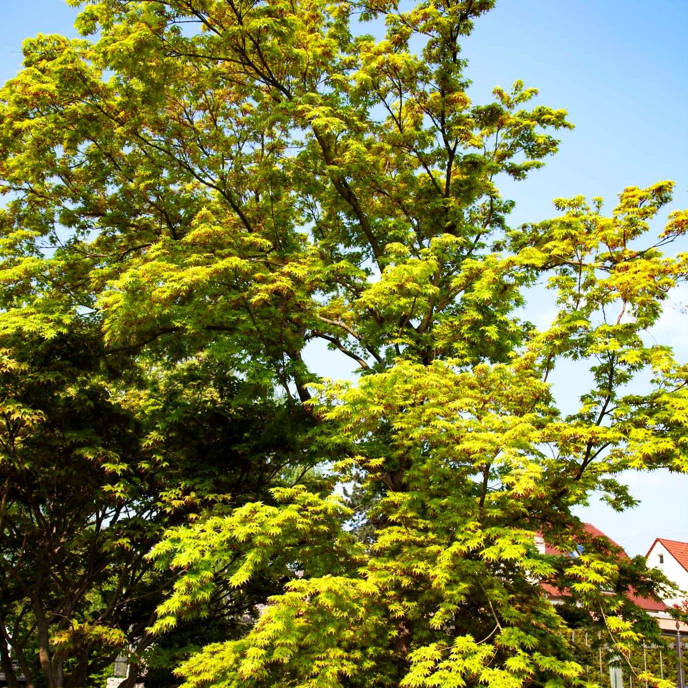 Japanischer Fächer-Ahorn (Acer palmatum)