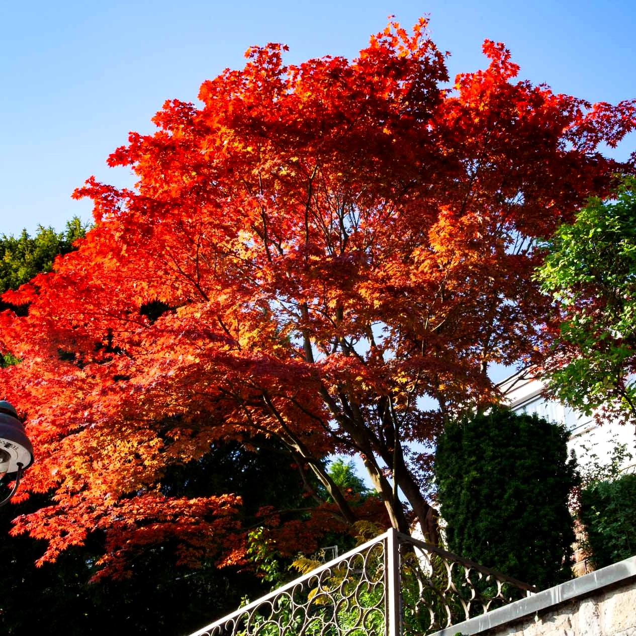 Japanischer Fächer-Ahorn (Acer palmatum)