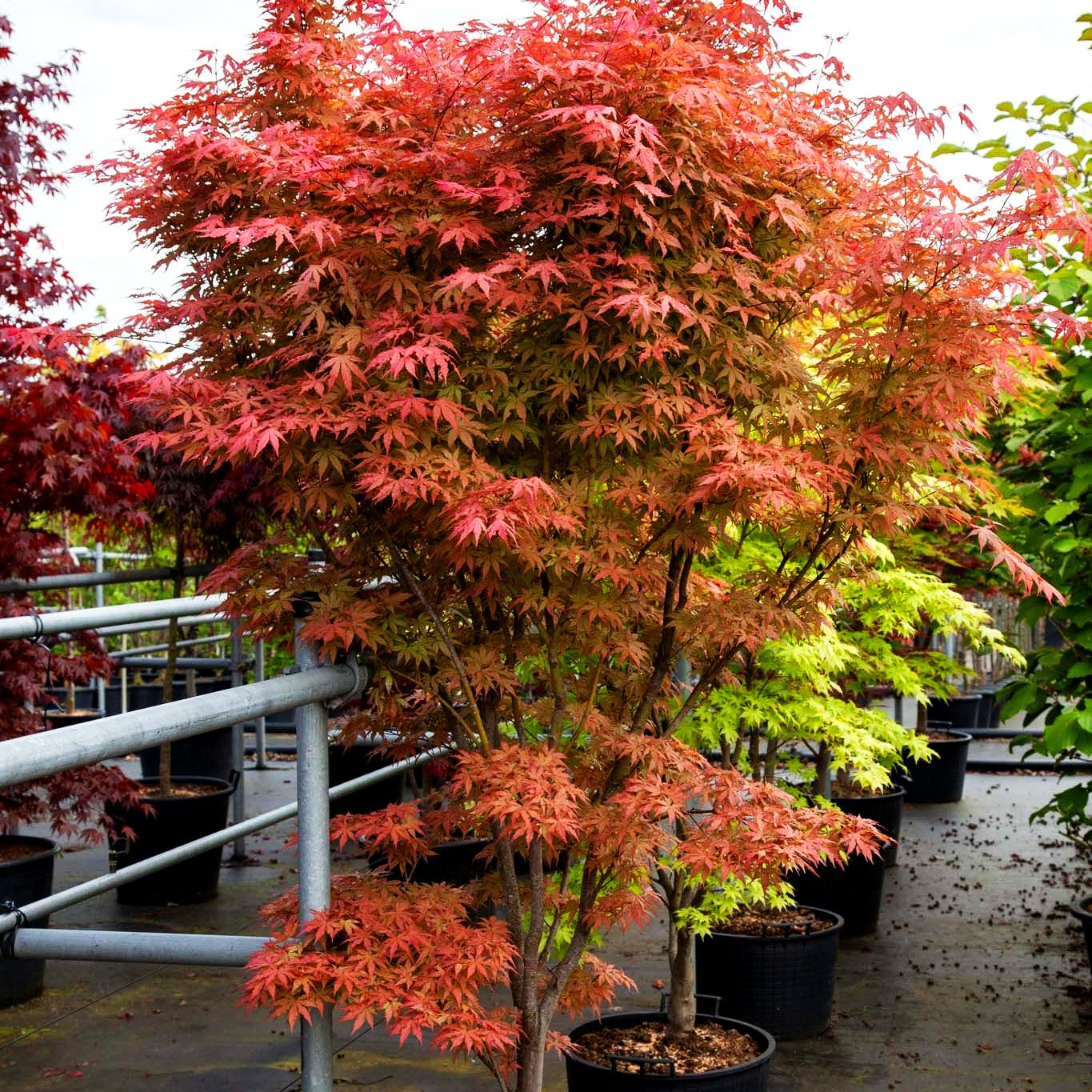 Japanischer Fächer-Ahorn 'Aka shigitatsu sawa' (Acer palmatum)
