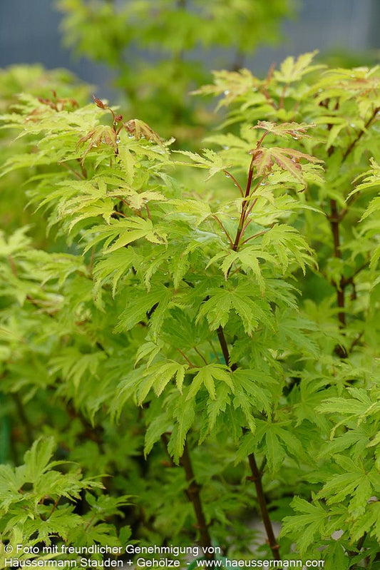 Japanischer Fächer-Ahorn 'Anne Irene' (Acer palmatum)