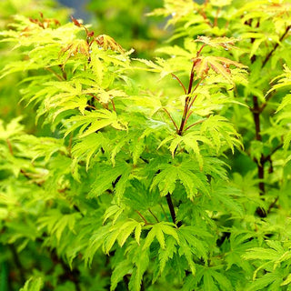 Japanischer Fächer-Ahorn 'Anne Irene' (Acer palmatum)