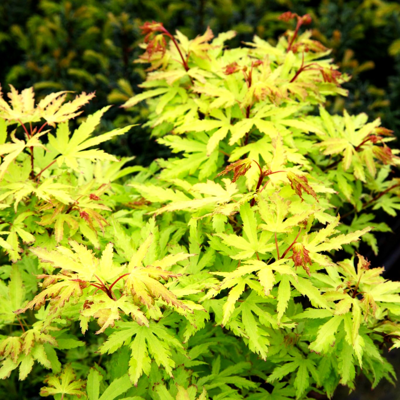 Japanischer Fächer-Ahorn 'Anne Irene' (Acer palmatum)