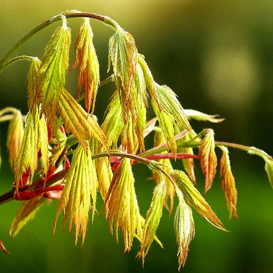 Japanischer Fächer-Ahorn 'Ariadne' (Acer palmatum)