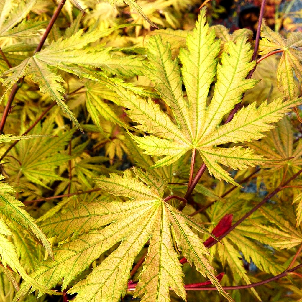 Japanischer Fächer-Ahorn 'Ariadne' (Acer palmatum)