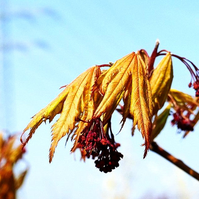 Japanischer Fächer-Ahorn 'Ariadne' (Acer palmatum)