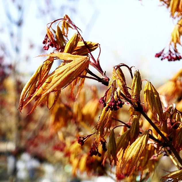Japanischer Fächer-Ahorn 'Ariadne' (Acer palmatum)