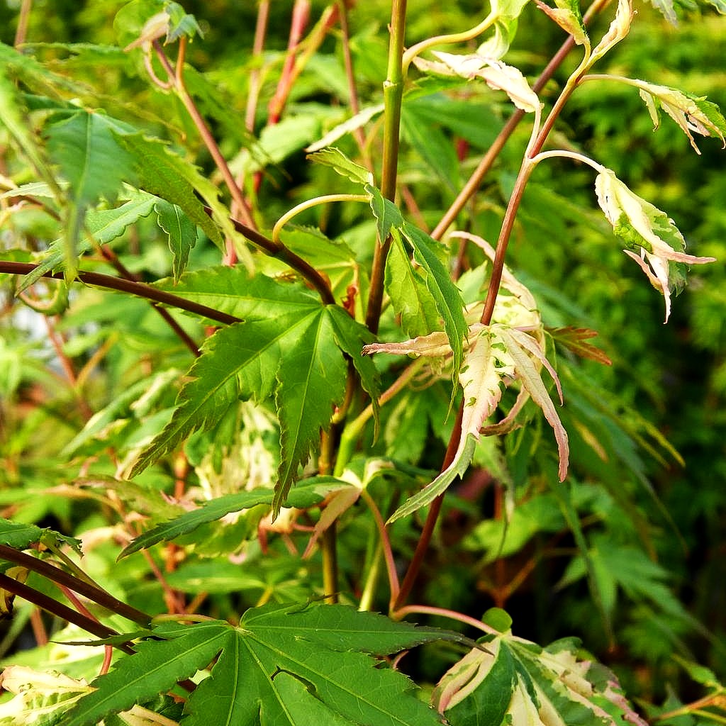 Japanischer Fächer-Ahorn 'Asahi-zuru' (Acer palmatum)