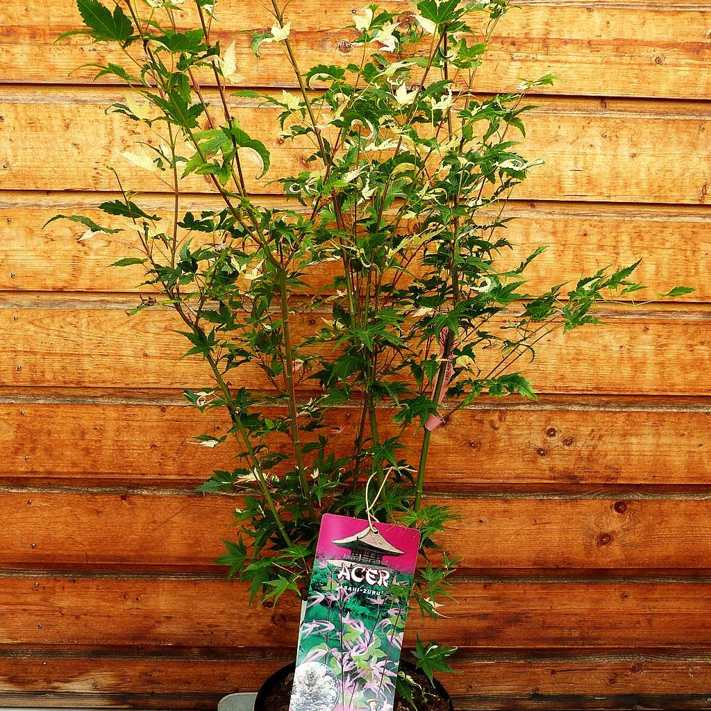Japanischer Fächer-Ahorn 'Asahi-zuru' (Acer palmatum)