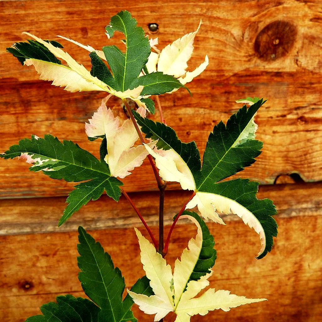 Japanischer Fächer-Ahorn 'Asahi-zuru' (Acer palmatum)