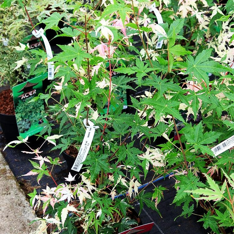 Japanischer Fächer-Ahorn 'Asahi-zuru' (Acer palmatum)