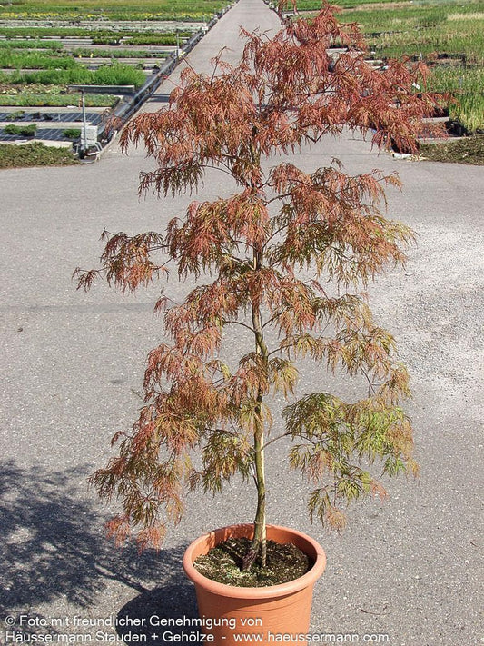 Japanischer Fächer-Ahorn 'Baldsmith' (Acer palmatum)
