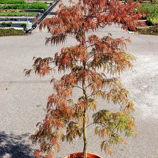 Japanischer Fächer-Ahorn 'Baldsmith' (Acer palmatum)