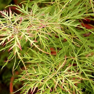 Japanischer Fächer-Ahorn 'Baldsmith' (Acer palmatum)